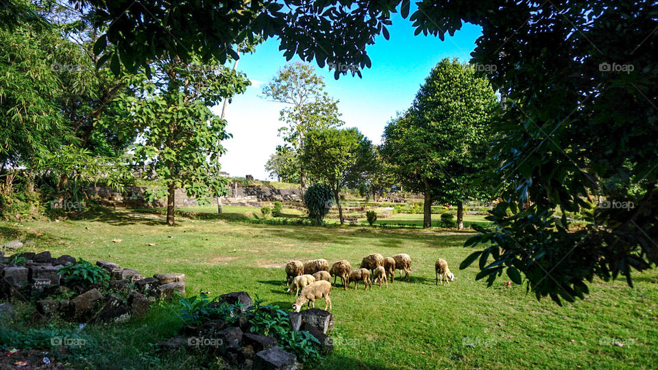 sheeps of the temple