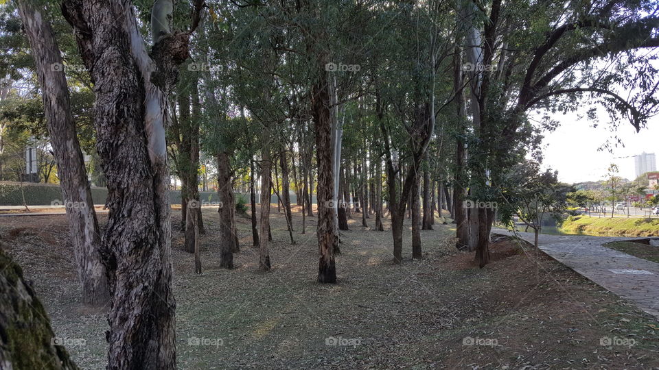 eucalyptus forest