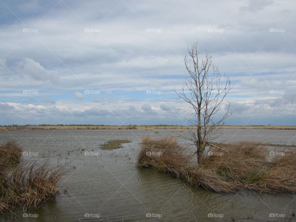 Spring river landscape with a lonely tree