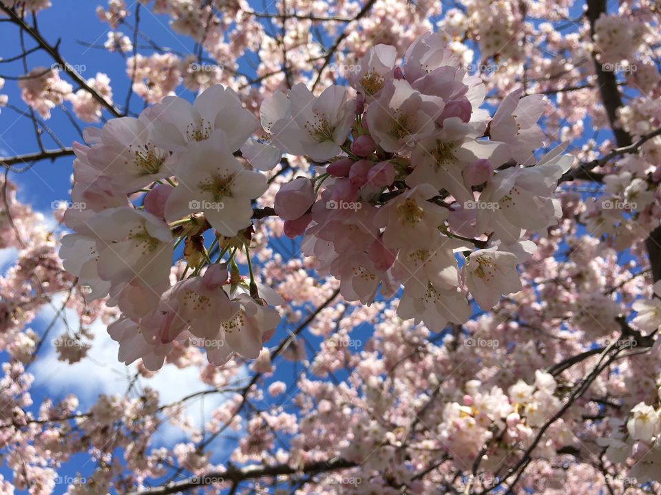 Spring blossoms