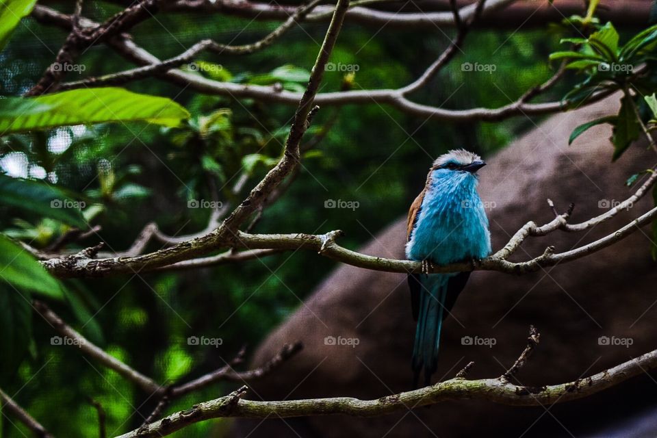 Little blue bird on a branch