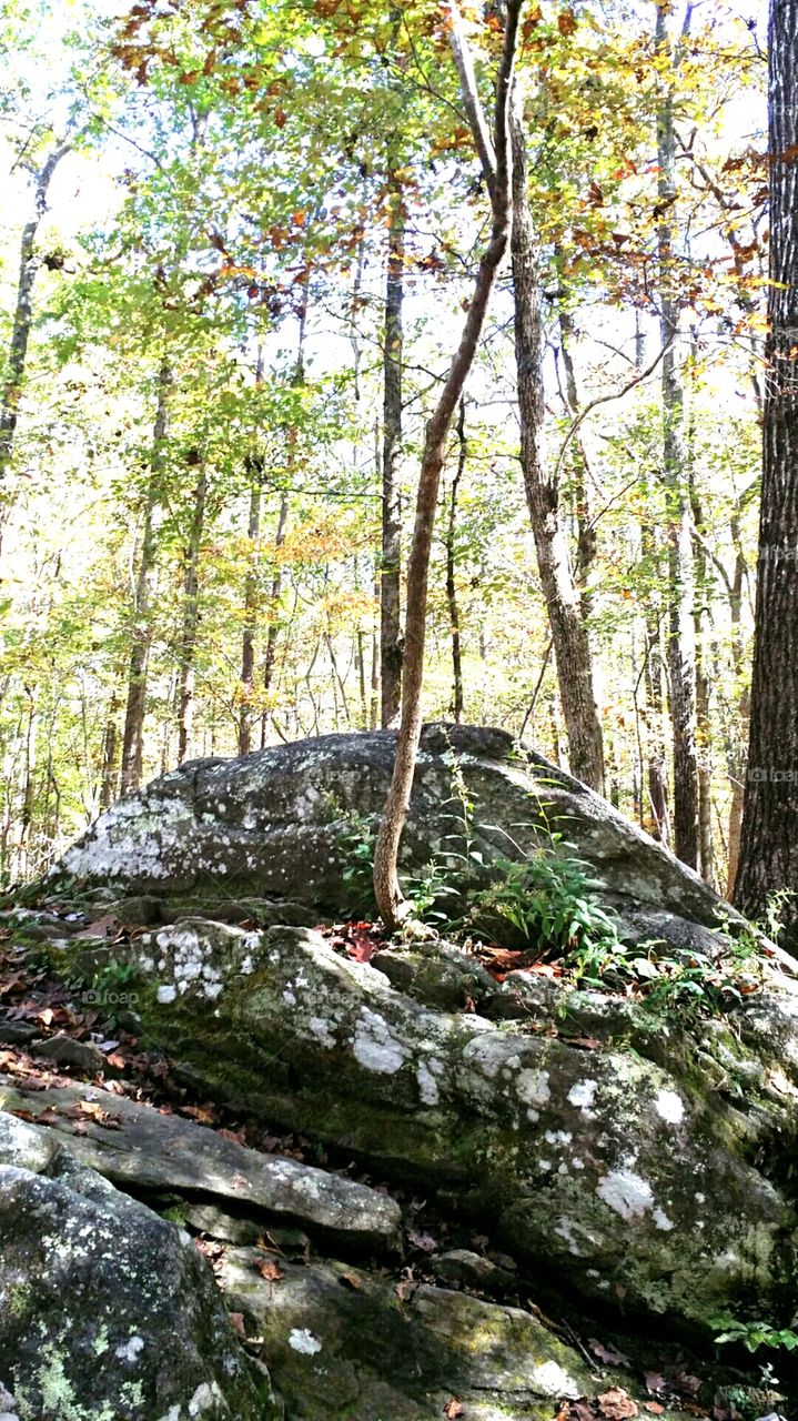 Determined tree. while hiking recently, I found this tree growing out of this rock.