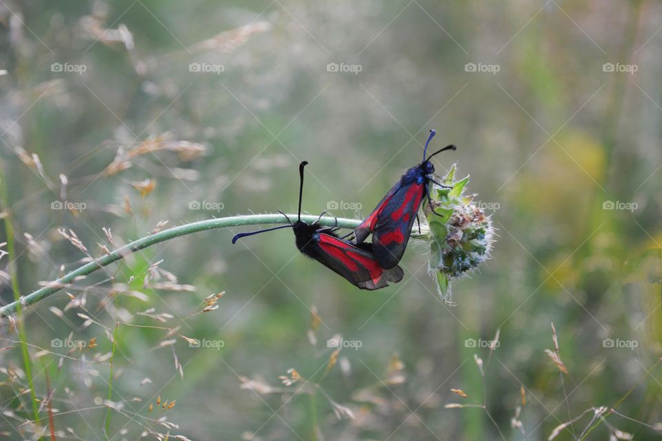 two beetle love in the green grass summer nature