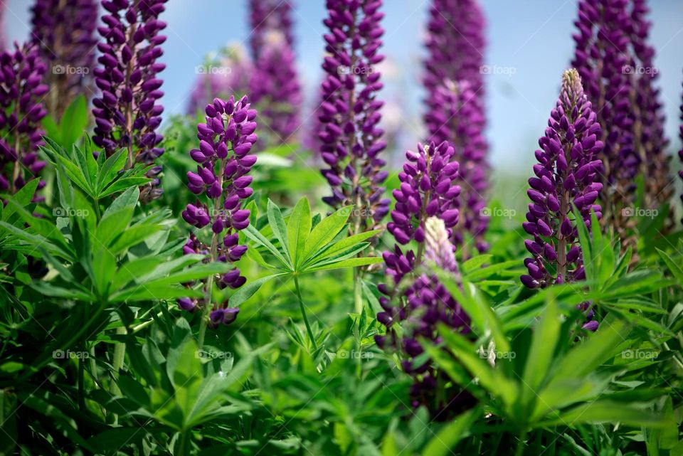 Purple lupine