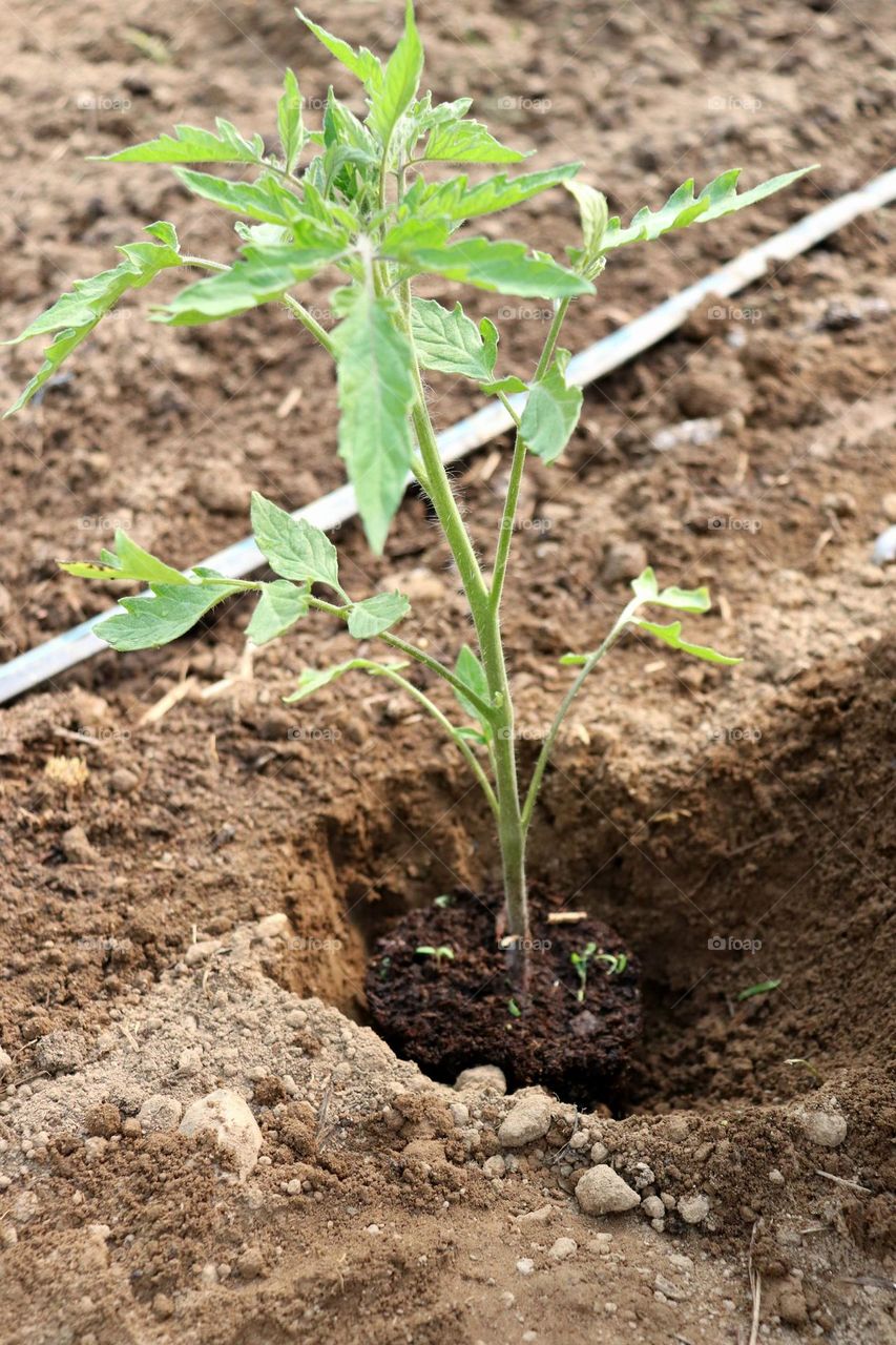 Plant Plants to Celebrate Earth Day