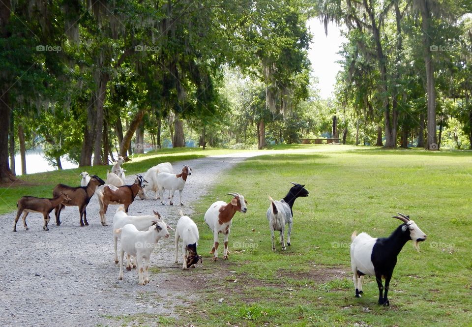 Goat Herd