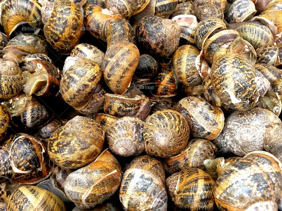 Elevated view of seashells