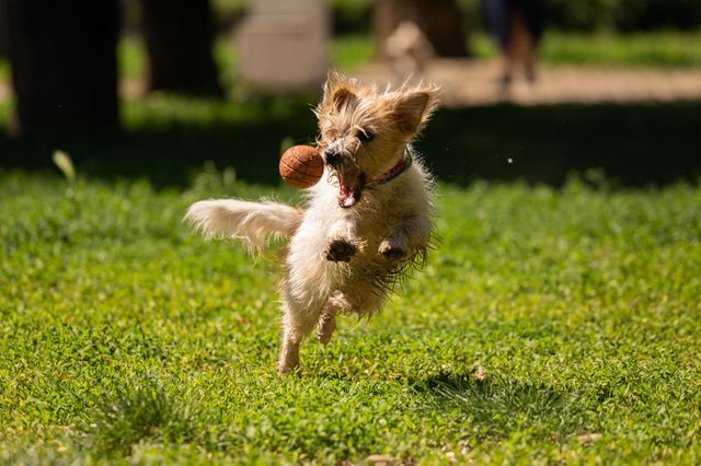 A dog playing with a ball