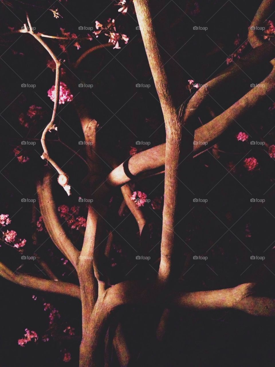 Tree and pink flowers