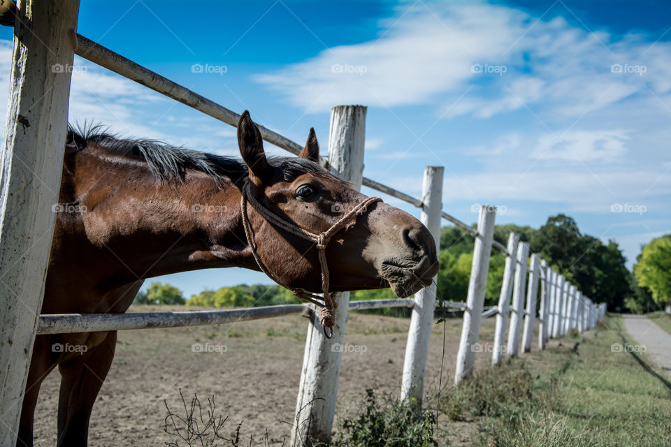 Brown horse by fence in field