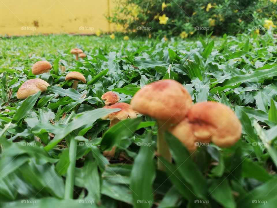 Mushrooms appeared in my home garden