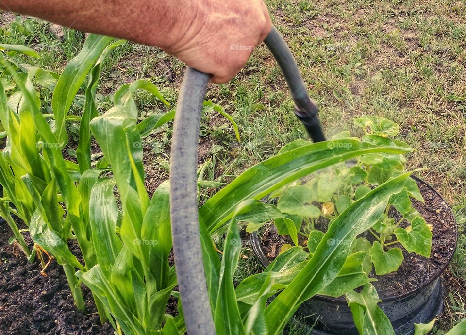 a man's hand holding a water hose watering plants in an outdoor garden