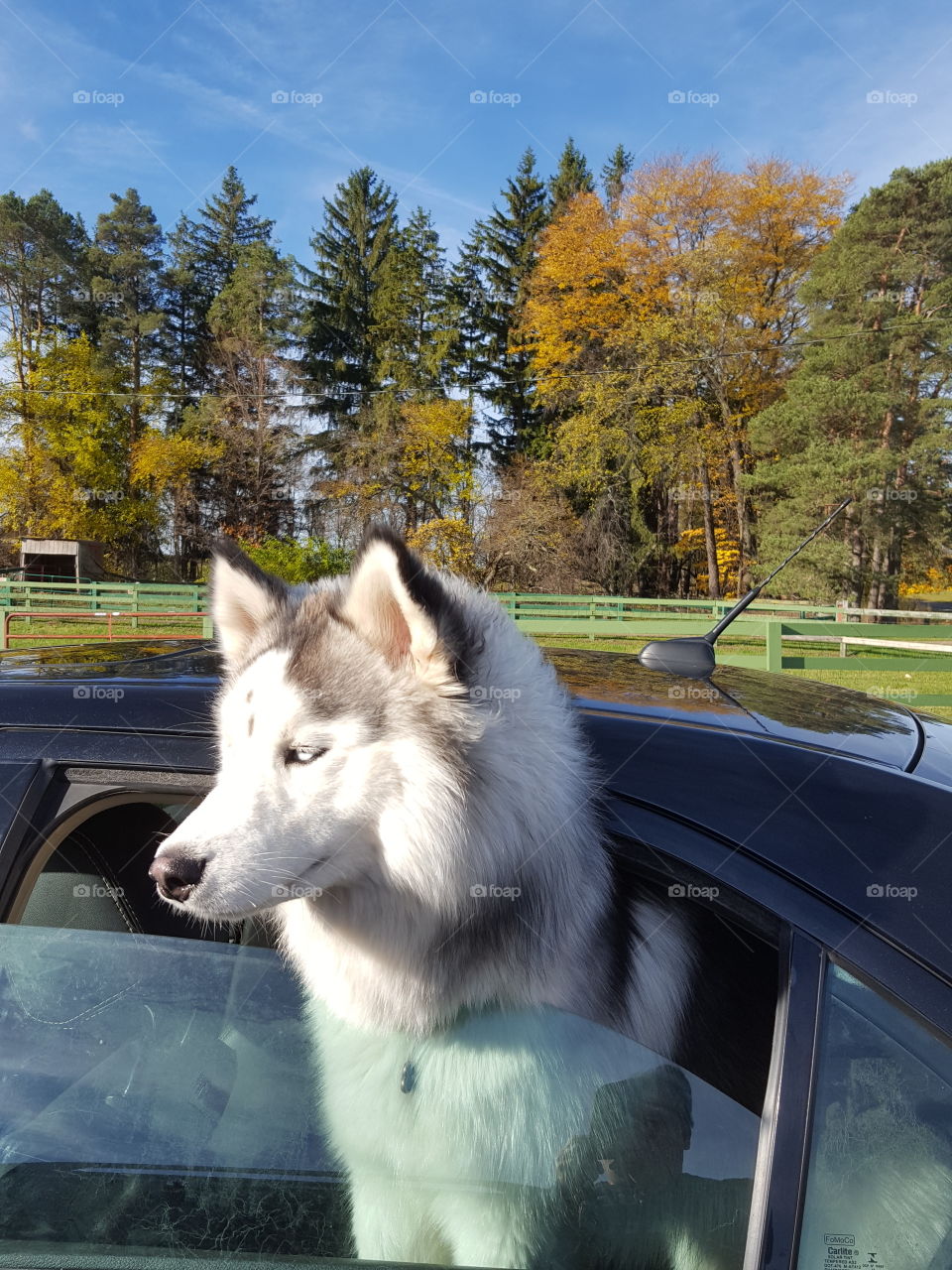 husky in car