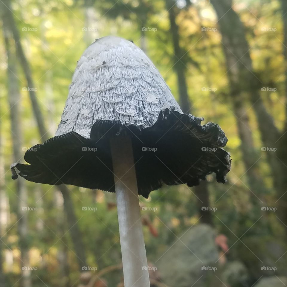 interesting mushroom