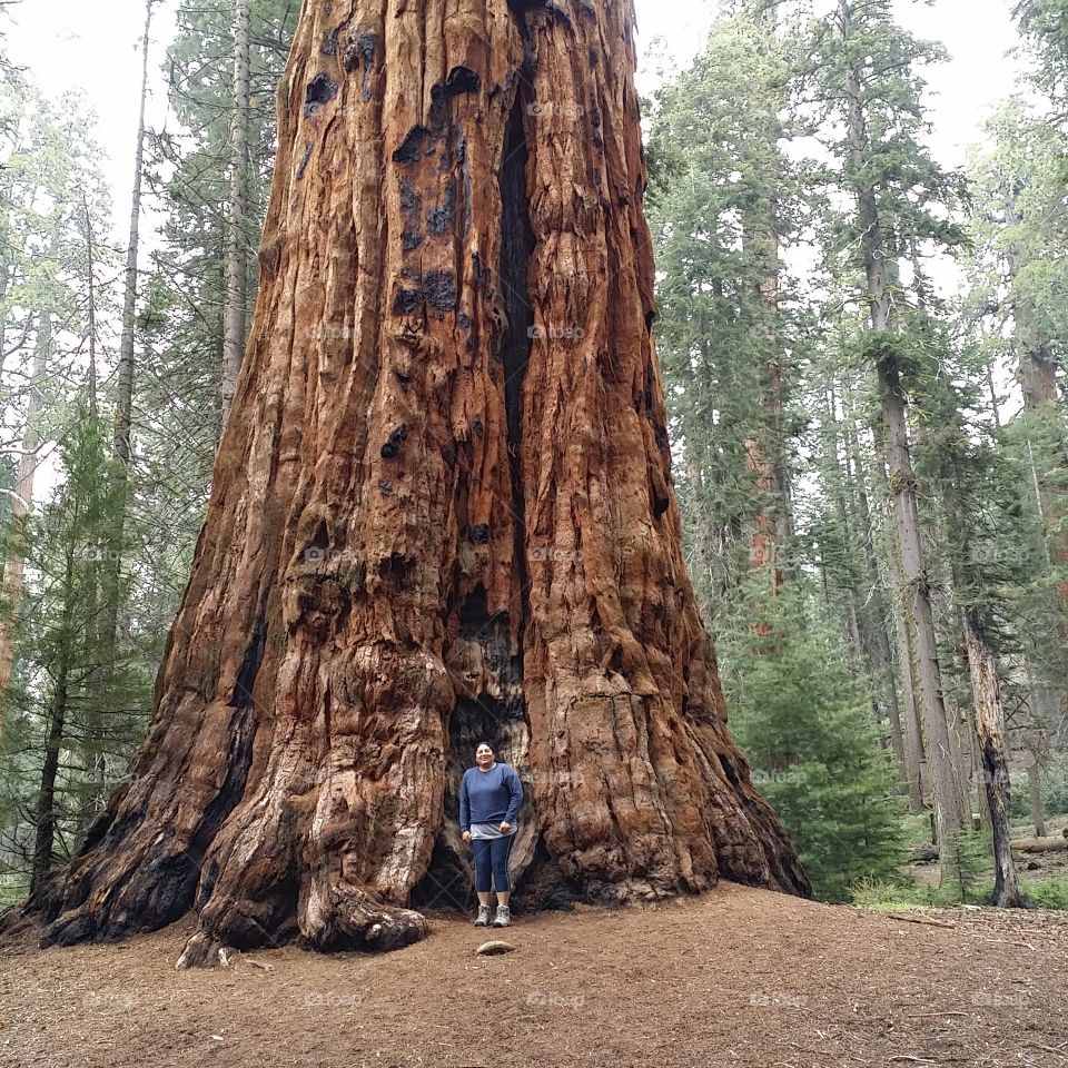 Sequoia, Wood, Redwood, Tree, Conifer