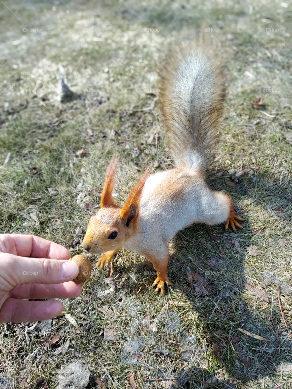 Squirrel