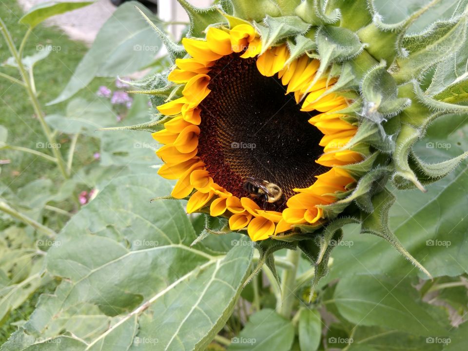 A busy bee working away on a newly opening sunflower by the garage