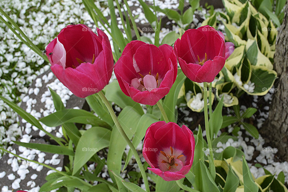 Red tulips with white petals inside