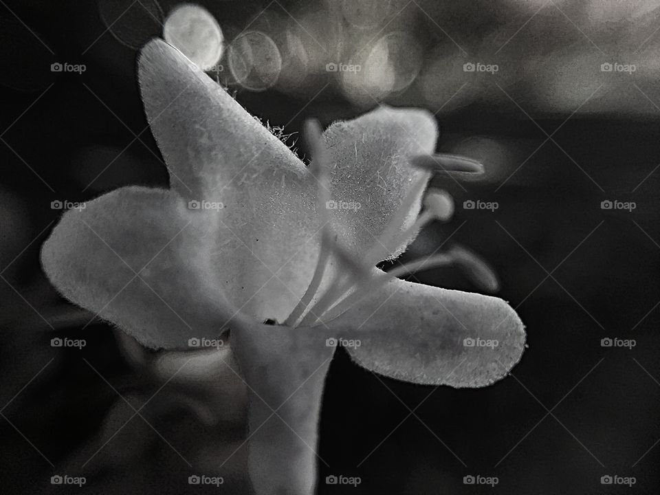 B/W Boke Flower Closeup