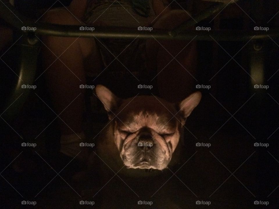 Mr. pickles the French bulldog