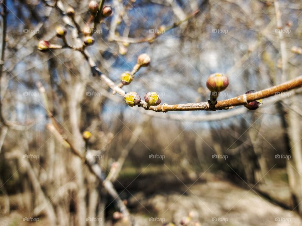 Medicinal dogwood blooms.