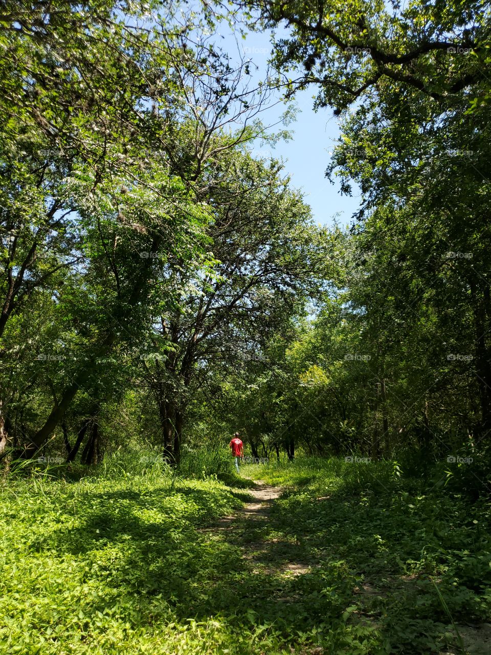 A man wearing a bright red shirt in the distance walking down a forest dirt path between trees on a blue sky summer day.