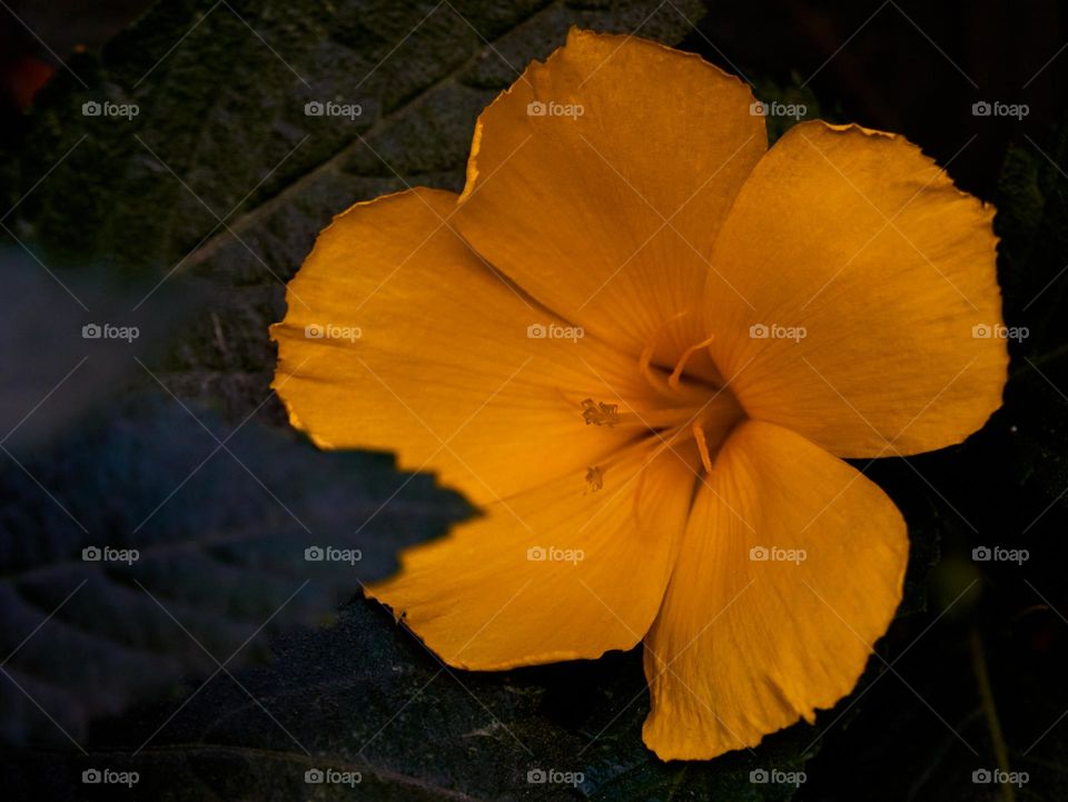 Floral photography  - desert plant