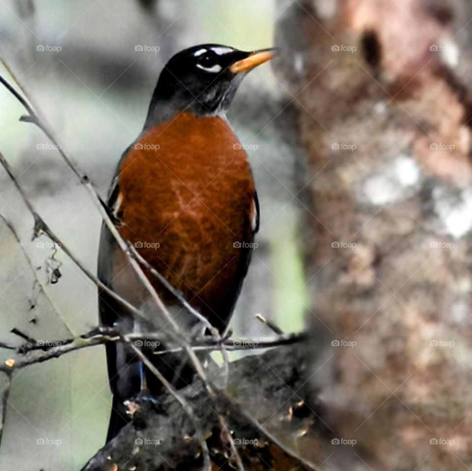 This American Robin is perched high in a tree.