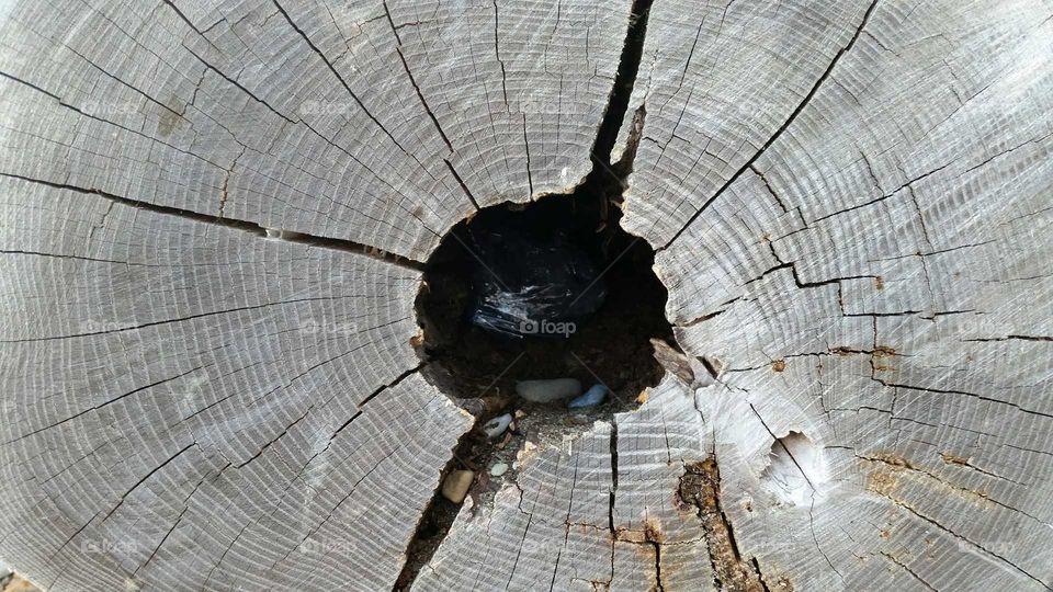 hole in log