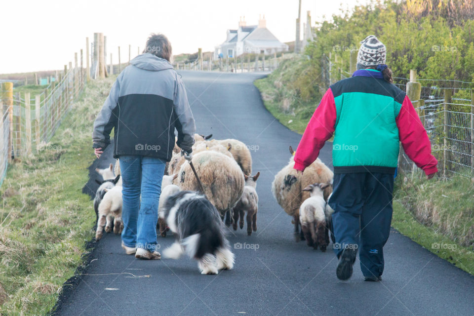 People walking with animals on road