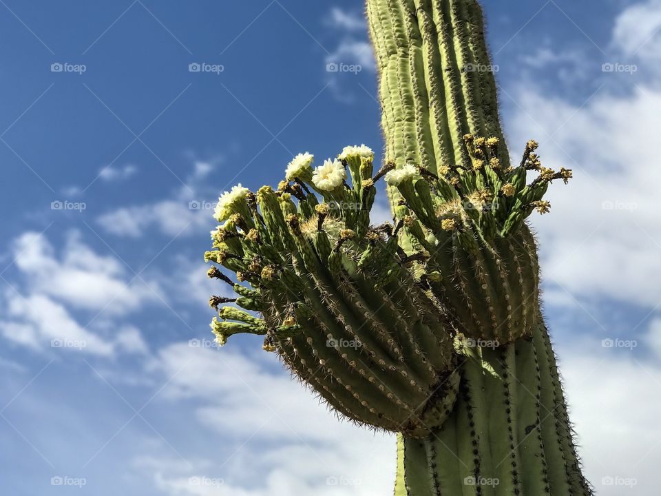 Nature - Floral Desert Landscape 