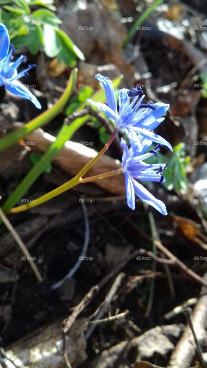 Lovely blue spring flowers