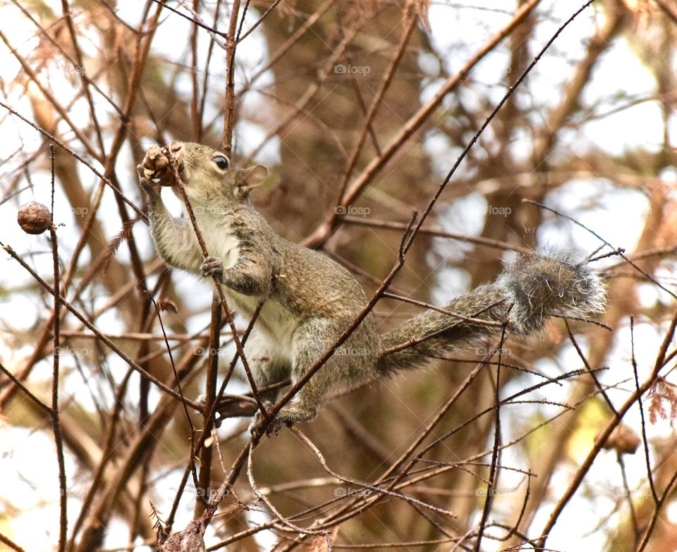 Close up of squirrel eating