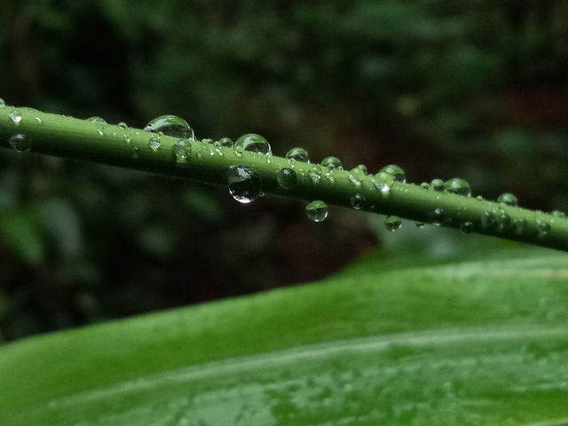 Rain drops...