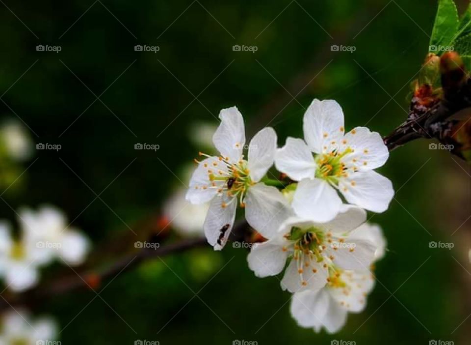 Spring flowers of apple tree