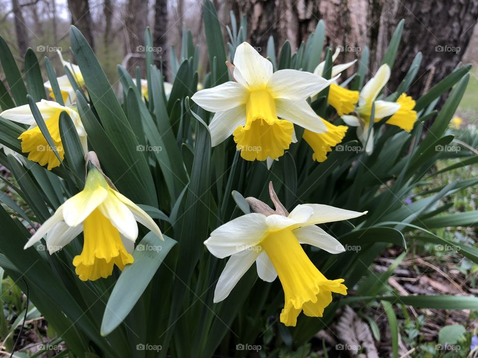 Daffodils in the spring