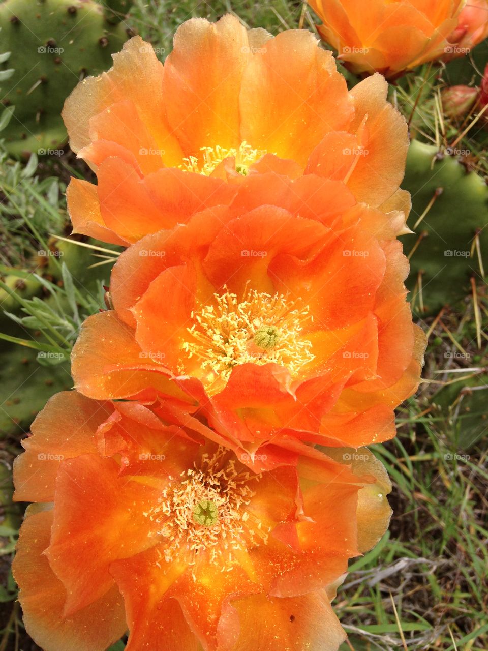 Beauty among the thorns. Prickly pear cactus flowers