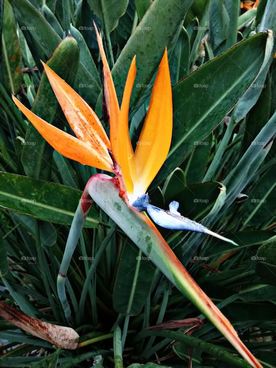 A colorida e diferente flor ave do paraíso