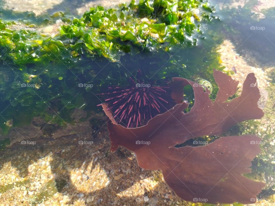 Algae and sea urchin