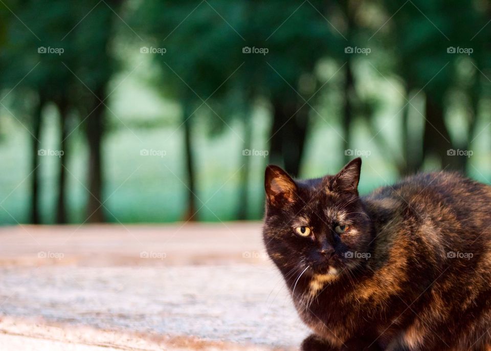 Animals in the Fall - a tortoise shell cat warily eyes the dog