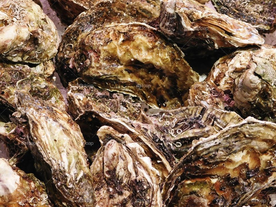 oysters