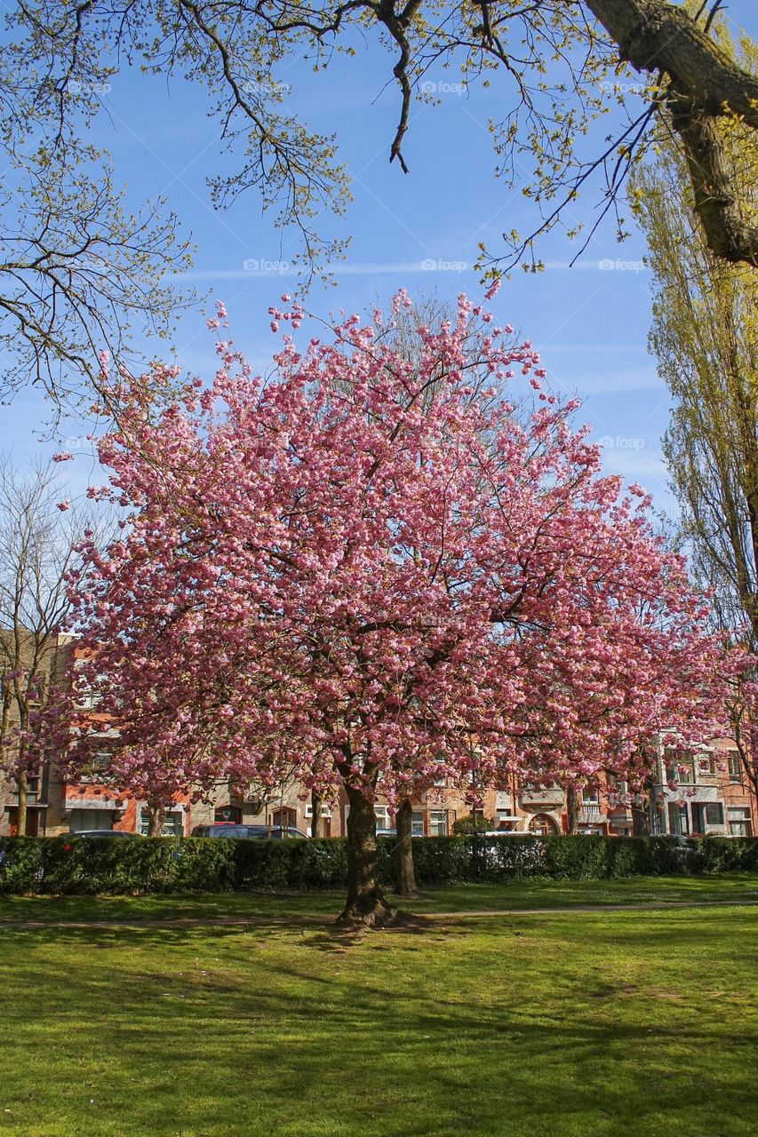 blossoming tree