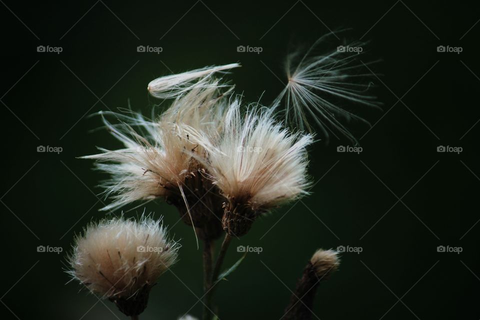 White flower