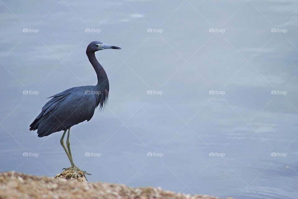 Little blue herons