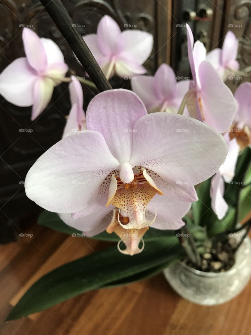 My blooming orchids 