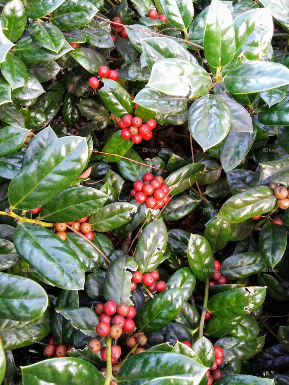 amidst the holly leaves
