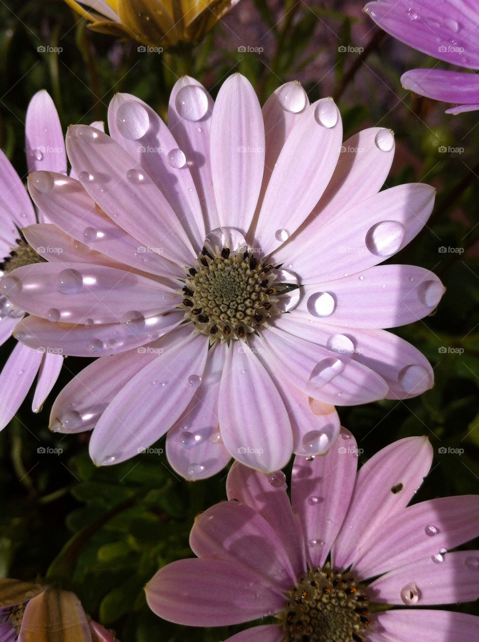 sweden flowers pink raindrops by haq