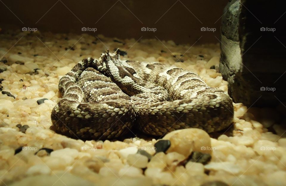 Horned adder curled up