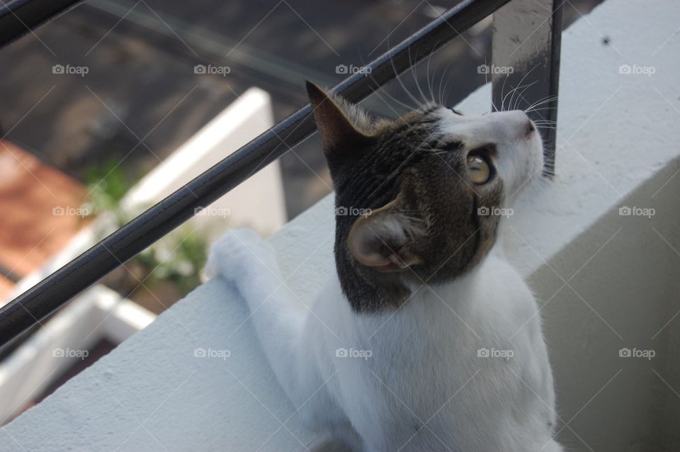 Looking over the balcony