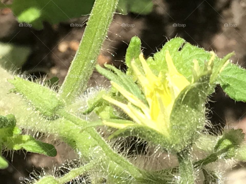 Tomato blossom